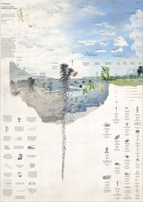 Wetland Illustration on Behance Wetland Illustration, Landscape Architecture Graphics, Urban Design Graphics, Architecture Panel, Architecture Board, Architecture Collage, Architecture Graphics, Layout Architecture, Landscape Architecture Design