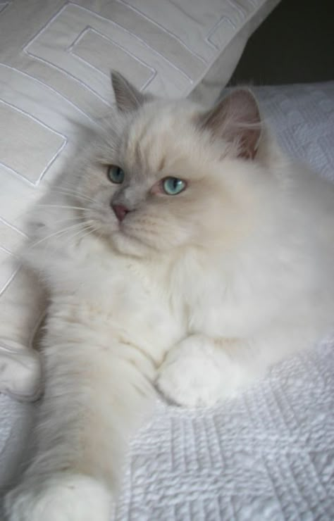 Lilac Mitted Mink Ragdoll (rockstarragdolls.com) Birman Cat Lilac, Mink Ragdoll, Cat Breeds Ragdoll, Ragdoll Cats, Ragdoll Kitten, Gorgeous Cats, Cats Breeds, White Cats, Ragdoll Cat