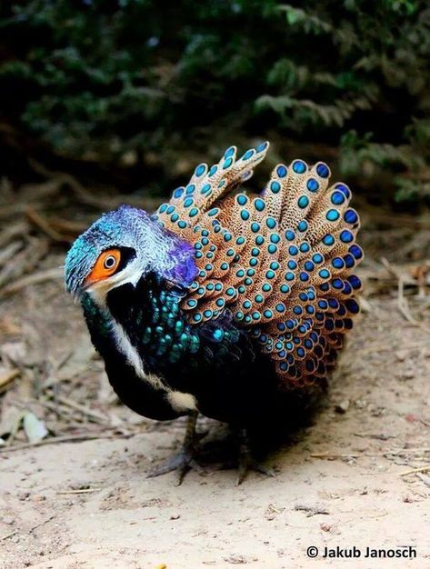 Cool Animals, Regard Animal, Weird Birds, On The Wings Of Love, Strange Animals, Most Beautiful Birds, Interesting Animals, Unusual Animals, About Animals