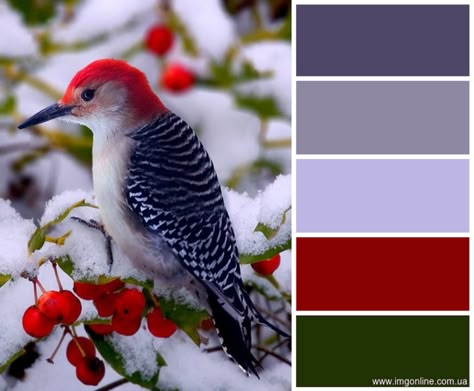 Gray And Red Color Palette, Color Pallets Green, Cold Colors Palette, Red Front Doors, Front Door Purple, Red Colour Palette, Winter Red, Color Schemes Colour Palettes, Nature Color Palette