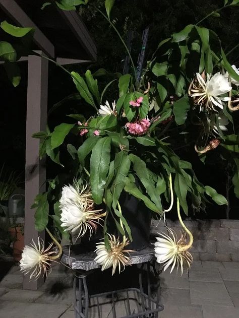 Queen Of The Night Flower, Night Blooming Cactus, Night Plants, Epiphyllum Oxypetalum, Wijaya Kusuma, Night Blooming Cereus, Night Blooming Flowers, Porch Plants, Goth Garden