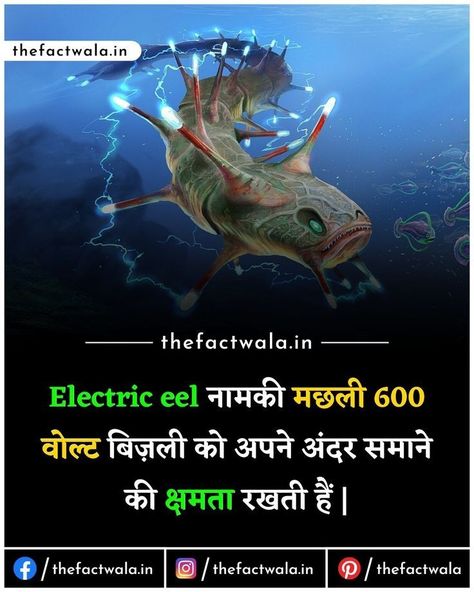 Universe Facts In Hindi, Top 10 Amazing Facts In Hindi, Animal Facts In Hindi, Unbelievable Facts Did You Know, Electric Eel Fish, New Facts In Hindi, Gk Knowledge In Hindi, Fact Hindi, Gk Facts