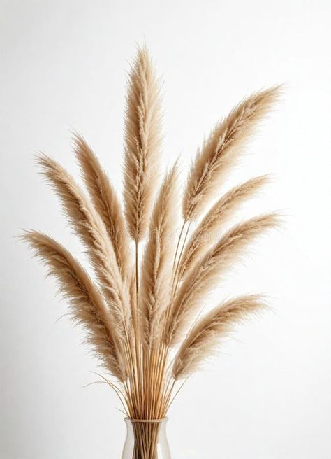 Tan vase with feathers and pampas on it stock photos Pampas Deco, Vase With Feathers, Feathers, Stock Images, Vase, Stock Photos