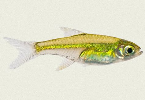 Green Neon Rasbora Green Fish, Green Neon, Fish Drawings, Fish Art, Reference Images, Art Journal Inspiration, Sea Animals, Aquarium Fish, Sea Creatures