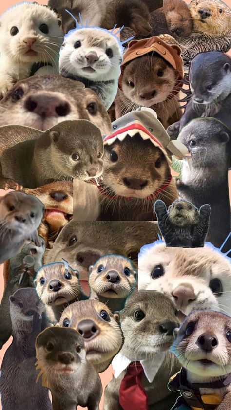 Otters.. Silly Animal Pictures, Otters Cute, River Otter, Cute Embroidery, Silly Animals, So Proud, Otters, Animal Pictures, Cute Wallpapers