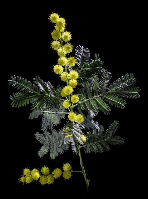 Yellow Mimosa, Mimosa Tree, Mimosa Flower, Australian Wildflowers, The Earth Laughs In Flowers, Christmas Flower Arrangements, Plant Tattoo, Earth Laughs In Flowers, Australian Flora