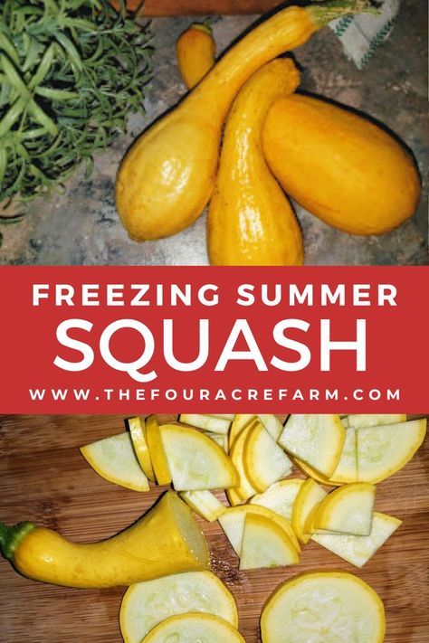 Freezing Yellow Squash, Frozen Squash, Freezing Squash, Yellow Squash Recipes, Summer Squash Recipes, Frozen Summer, Stock Pile, Crockpot Turkey, Sick Of It