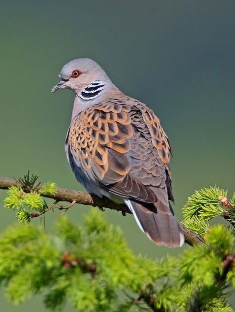 Dove Pigeon, Turtle Doves, Pigeon Bird, Aesthetic Animals, Tattoo Animal, Taxidermy Mounts, Turtle Dove, Dove Bird, British Birds