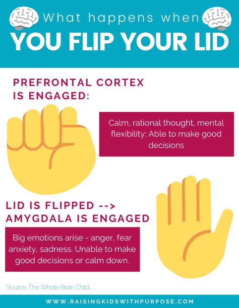 Flip Your Lid Brain Activity, Prefrontal Cortex Exercises, Flipping Your Lid, Regulate Emotions Adults, Flip Your Lid, Model Of The Brain, Kids Psychology, Creative Mindfulness, Whole Brain Child