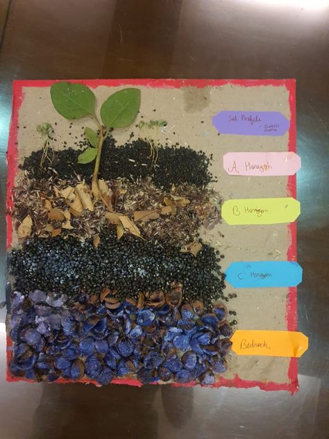 Soil Profile Project, Soil Layers Project, Layers Of Soil Project, Soil Profile, Layers Of Soil, Soil Activities, Earth Science Projects, Class Board, Creative Art Activities