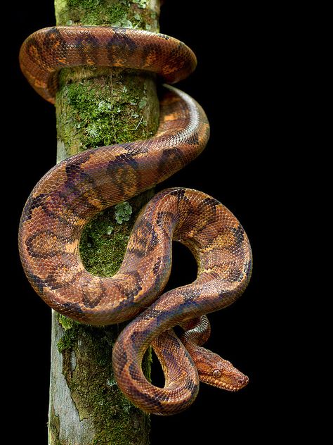 Snake Reference, Tree Snake, Jungle Tattoo, Spiders And Snakes, Snake Photos, Snake Shedding, Colorful Snakes, Snakes And Ladders, Shiny Eyes