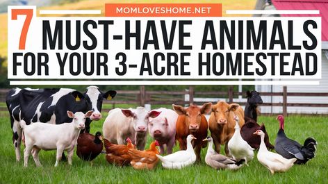 Homesteading on a small acreage presents unique challenges and opportunities. Selecting the right animals for a 3-acre property requires carefully considering 7 Acre Farm Layout, Small Animal Farm Layout, Best Animals For Small Homestead, Animal Farm Layout, 3 Acre Homestead, Rhode Island Red Chickens, Types Of Farming, Pig Breeds, Nubian Goat