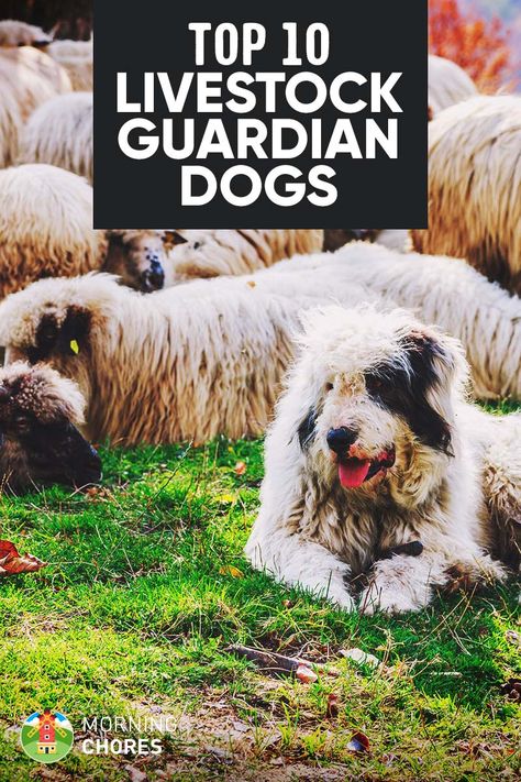 10 Best LGD Farm Dog Breeds to Herd & Protect Your Livestock Best Livestock Guard Dogs, Farm Guard Dog, Farm Dog Breeds, Livestock Dog, Farm Dogs Breeds, Livestock Guardian Dog Breeds, Indestructible Dog Toys, Backyard Homestead, Homesteading Animals