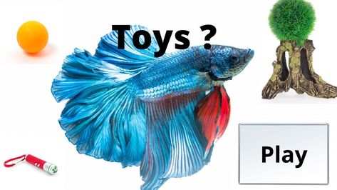 Do Bettas Play with Toys? Yes, betta fish play with common toys such as ping pong balls, floating log, and laser pointers. In fact, play toys are the best way to connect to your Betta. Betta Fish Toys, Laser Pointers, Ping Pong Balls, Play Toys, Betta Fish, Ping Pong, Floating, Log, Fish