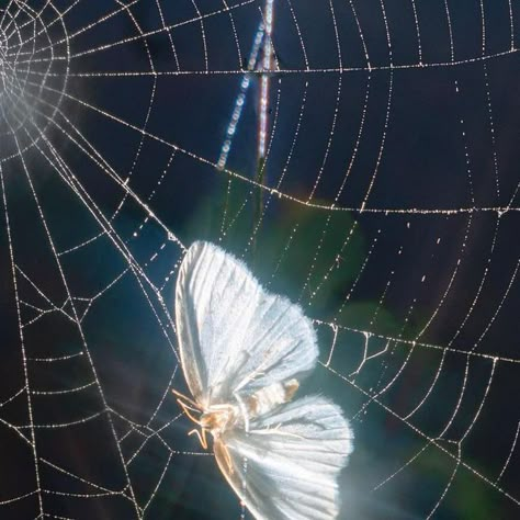 Dylan Thomas Healy Hausthor on Instagram: "angel" Dylan Aesthetic, Nature Goth, Deep Gnome, Goth Spider, Helaena Targaryen, Strange And Unusual, Team Green, Aesthetic Goth, Dylan Thomas