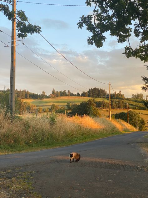 Quiet Cottage Life, Full Life Aesthetic, Life In Countryside, Peace Life Aesthetic, Minimalist Life Aesthetic, Loud Life Aesthetic, Summer Cozy Aesthetic, Summer In The Countryside, Quiet Summer Aesthetic