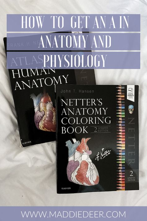 Tips for pre-nursing students! How to get an A in Anatomy and Physiology. A&P can be a hard class, here's how to pass! Studying For Anatomy And Physiology, How To Study For Anatomy, Studying Anatomy And Physiology Tips, How To Study Anatomy And Physiology, How To Pass Anatomy And Physiology, A&p Notes, Anatomy Help Study, Anatomy And Physiology Notes Study Nursing Schools, Pre Nursing Student Tips