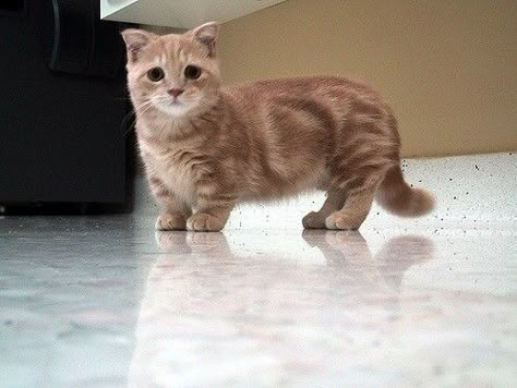 Short Legged Cats, Gato Munchkin, Munchkin Cats, Munchkin Kitten, Funny Cat Faces, Cat References, Dream Pet, Munchkin Cat, Tiny Cats