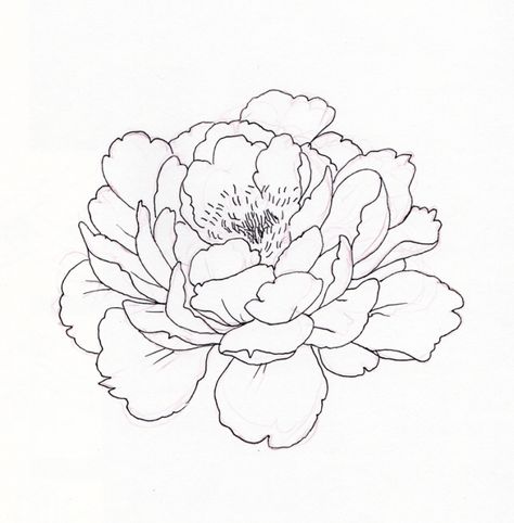 Peony Line Drawing, Ako Kresliť, Peony Drawing, Flower Line Drawings, Peonies Tattoo, Outline Drawing, Flower Sketches, Floral Drawing, Tattoo Outline