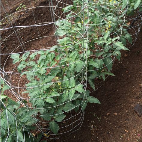 Why Not To Use Tomato Cages - And What To Use Instead To Support Your Tomato Plants! Cattle Panel Tomato Cage, Support Tomato Plants, Tomato Plant Support, Cattle Panel Trellis, Watering Tomatoes, Tomato Support, Livestock Fence, Tomato Fertilizer, Determinate Tomatoes