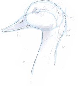 Duck Drawing Sketches, John Muir Laws, Fountain Pen Drawing, Sculpture Art Projects, Horse Art Drawing, Decoy Carving, Duck Drawing, Watercolor Dog Portrait, Duck Cartoon