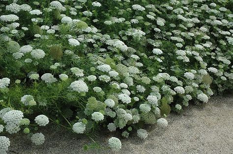 Ammi Visnaga, Content Background, Ammi Majus, Queen Anne's Lace Flowers, Alpine Garden, Growing Greens, Queen Anne's Lace, Sandy Soil, Outdoor Pots