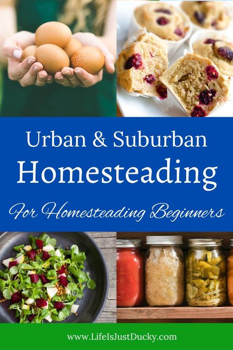 Can you homestead when you don't have land? Yes you can! Urban homesteading and suburban homesteading can be very satisfying. Start your backyard homestead today. Apartment Backyard, Homestead Land, Country Homestead, Ducks And Chickens, Backyard Homestead, Garden Diy Projects, Raising Ducks, How To Grow Vegetables, Grow A Garden