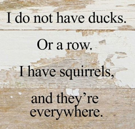 Are YOUR ducks in a row? Wooden Quotes, Ducks In A Row, Wooden Signs With Sayings, Reclaimed Wood Signs, Psychology Facts, Squirrels, Sign Quotes, Funny Signs, A Quote