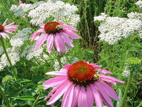 Septic Mound Landscaping, Mound Landscaping, Hillside Farms, Alkaline Soil, Ecosystem Services, Forest Gardens, Native Landscaping, Herb Spiral, Nut Trees