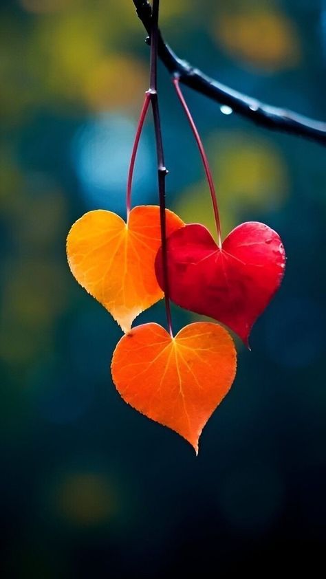 Heart In Nature, Lovely Flowers Wallpaper, Airbrush Art, Autumn Scenery, Autumn Beauty, Pretty Wallpapers Backgrounds, Fall Wallpaper, Background Pictures, Nature Images