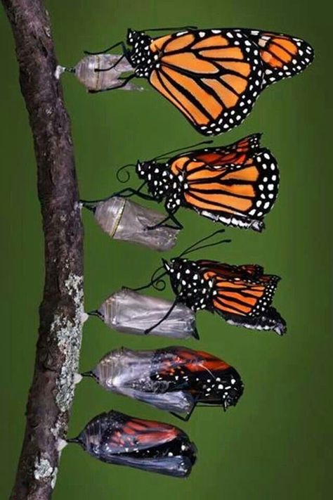 Monarch Butterfly Garden, Butterfly Metamorphosis, Weird Insects, Butterfly Chrysalis, Growth And Decay, Garden Angels, Monarch Butterflies, Beautiful Bugs, Insect Art