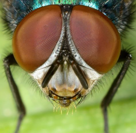 Greenbottle fly head z-stack Bug Head, Twisted Reality, Graphic Studio, Butterfly Bush, Illustration Ideas, Sketch Ideas, Fly Girl, Head Shapes, Cat Wallpaper