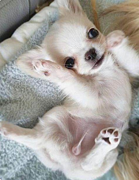 Psy Chihuahua, Teacup Chihuahua Puppies, Baby Chihuahua, Cute Chihuahua, Chihuahua Love, Chihuahua Puppies, Chihuahua Dogs, Cute Dogs And Puppies, Cute Puppy