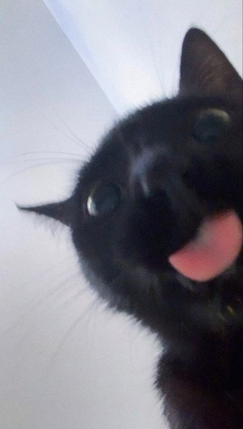 Smiling Black Cat, Black Cat Tongue Out, Black Kittens Aesthetic, Silly Black Cat Pfp, Black Cat Pfp Cute, Cute Cat Pfp Black, Mad Black Cat, Black Kitten Aesthetic, Black Cat Pics