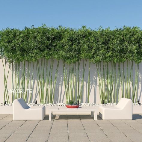 bamboo wall 3dmodel 3dsmax bamboo wall -3dsmax 2011-Vray 3.4 -Polys: 1.616.000 -Verts: 1.200.000 -sofa , Trúc Quân tử, hàng trúc cảnh #backyarddesign #backyardideas #gardenideas Bamboo Landscape, Modern Garden Landscaping, Side Yard Landscaping, Tropical Garden Design, Privacy Landscaping, Bamboo Garden, Bamboo Wall, Home Garden Design, Outdoor Garden Decor