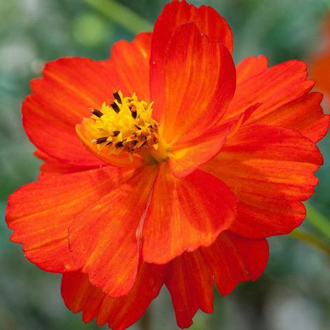 Cosmos Plant, Grow Seeds, Mint Seeds, Bonsai Seeds, Cosmos Flowers, Cottage Garden Plants, Cold Frame, Tall Plants, Poppy Seeds