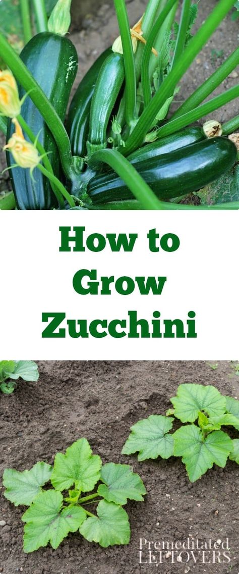 How to Grow Zucchini - Tips on how to start zucchini seeds, how to transplant zucchini seedlings, and how to care for and harvest zucchini. Growing Squash, Growing Zucchini, Zucchini Plants, Cucumber Beetles, Easy Vegetables To Grow, Organic Mulch, Pothos Plant, Plant Guide, Grow Your Own Food