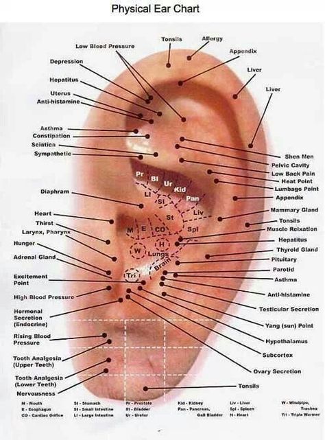 Use essential oils on these ear accupressure points. Accupressure Point Ear, Ear Accupunture Points, Ear Piercing Meanings, Ear Acupressure Points, Accupressure Point, Ear Acupressure, Acupuncture Charts, Ear Reflexology, Reflexology Points