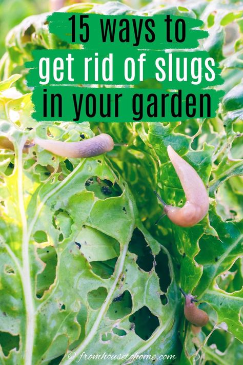 15 ways to get rid of slugs in your garden Natural Slug Repellant, How To Stop Slugs Eating Plants, Natural Snail And Slug Repellent, Natural Slug And Snail Repellant, How To Keep Slugs Out Of Garden, Slugs In Garden How To Get Rid Of, Garden Slugs, Southern Gardening, Slug Repellant