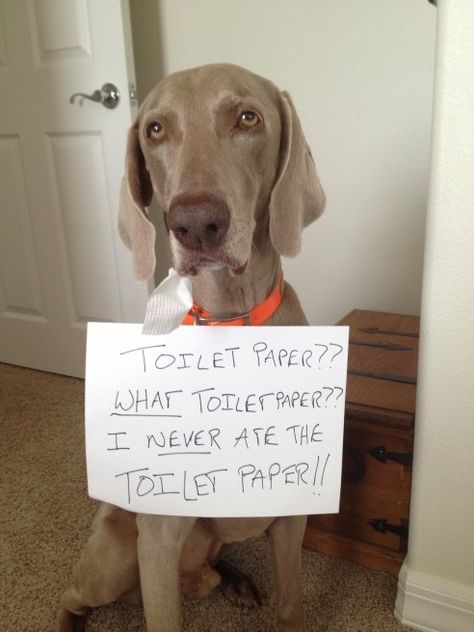 Dog Shaming Photos, Dog Shaming Funny, Cat Shaming, Animal Shaming, Guilty Dog, Weimaraner Dogs, Dog Shaming, Funny Dog Memes, Funny Dog Pictures