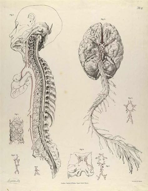 Dissecting a Human Head Through Anatomical Illustrations Drawing The Human Head, Human Nervous System, Medical Drawings, Human Anatomy Art, Anatomy Sketches, Human Head, Medical Art, Scientific Illustration, Arte Inspo