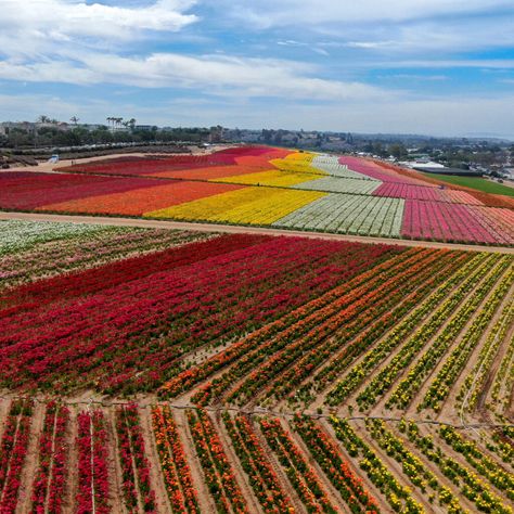 If you like bright colors and spending time in nature, The Flower Fields in Carlsbad, California, are an ideal escape for you. Best Spring Break Destinations, Carlsbad Flower Fields, Carlsbad Village, California Wildflowers, Packing For A Trip, Spring Break Destinations, California Poppies, Carlsbad California, California Garden