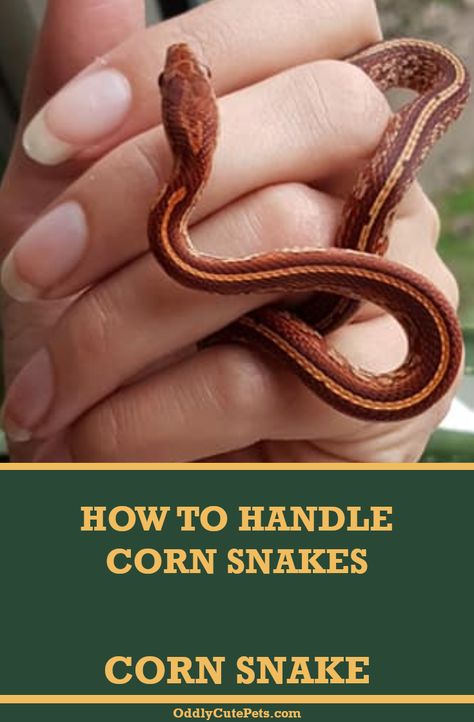 Diy Corn Snake Enclosure, Corn Snake Tank Ideas, Corn Snake Habitat Ideas, Snake Terrarium Ideas, Corn Snake Enclosure Ideas, Corn Snake Enclosure, Corn Snake Care, Cornsnakes Habitat, Corn Snakes