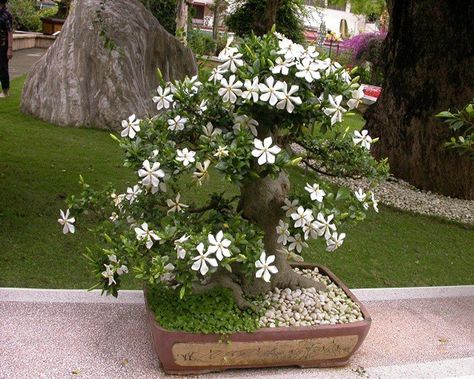 Crepe Jasmine, Jasmine Tree, Jasmine Plant, Tree Plan, Sweet Fragrance, Bonsai Art, Bonsai Plants, Potted Trees, Bonsai Trees