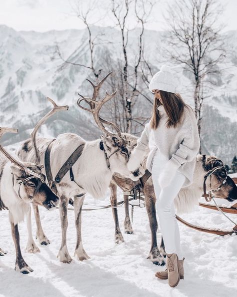 Kashmir Outfits, Mountain Photo Ideas, Reindeer Farm, Tromso Norway, Winter Sparkle, Finland Travel, Lapland Finland, Pet Hotel, Snow Photography