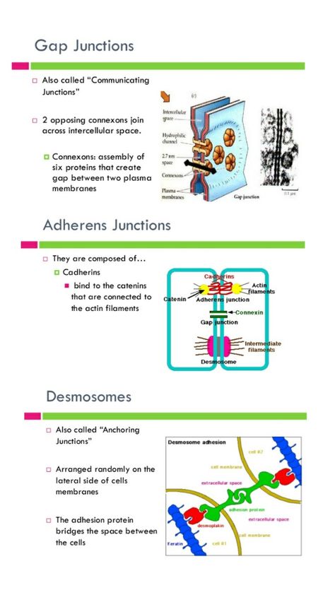 Cell Junctions Notes, Cell Junctions, Cell Junction, Gap Junction, Nursing School Studying Cheat Sheets, Medical Terminology Study, Biochemistry Notes, Clinical Chemistry, Biology Classroom