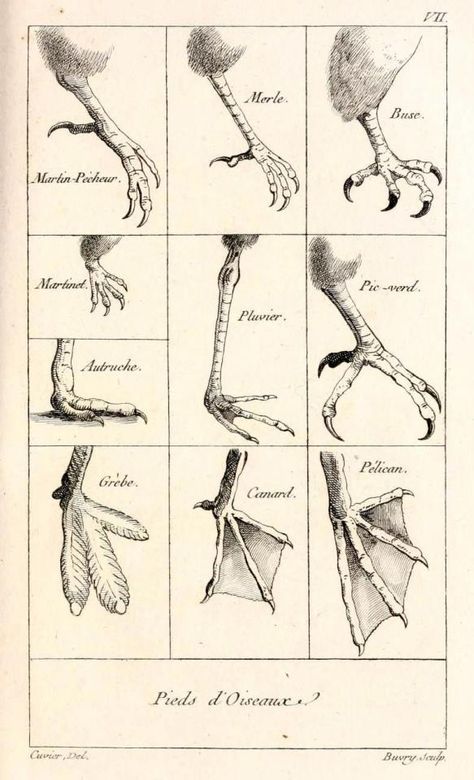 Georges Cuvier, Different Types Of Birds, Scientific Drawing, Feet Drawing, Types Of Birds, Animal Anatomy, A Frog, Scientific Illustration, Anatomy Drawing