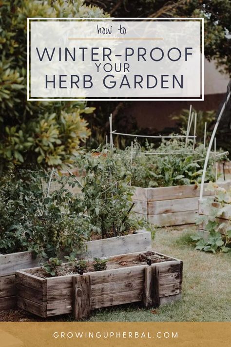 Learn what you need to do to winter-proof your herb garden to support plant survival over the cold days ahead. Get all the tips right here! Bringing Herbs Inside For Winter, Winter Garden Prep, Winter Herbalism, Prepping Garden For Winter, Lasagna Gardening, Indoor Vegetable Gardening, Perennial Herbs, Fertilizer For Plants, Herbs Indoors