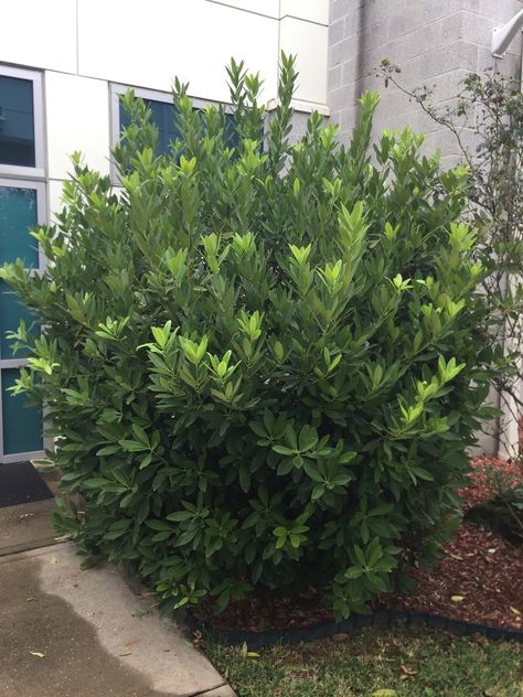 Illicium anisatum Modern Front Garden Design, Modern Front Garden, Anise Plant, Landscaping Bushes, Privacy Planting, Screening Plants, Evergreens For Shade, Plant Palette, Broadleaf Evergreen