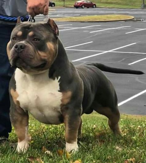 Pocket American Bully, Standard American Bully, Pocket Bully Dogs, American Pocket Bully, American Bully Pocket, Rich Dog, Pitbull Dog Breed, Most Expensive Dog, Pocket Bully